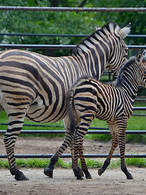 Toucan Broderie Summer Dress